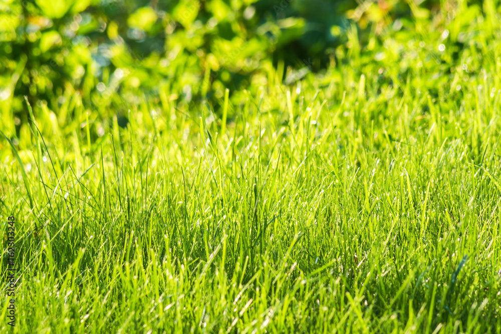 Natural green grass on green blurred background. Natural green grass on green blurred background.