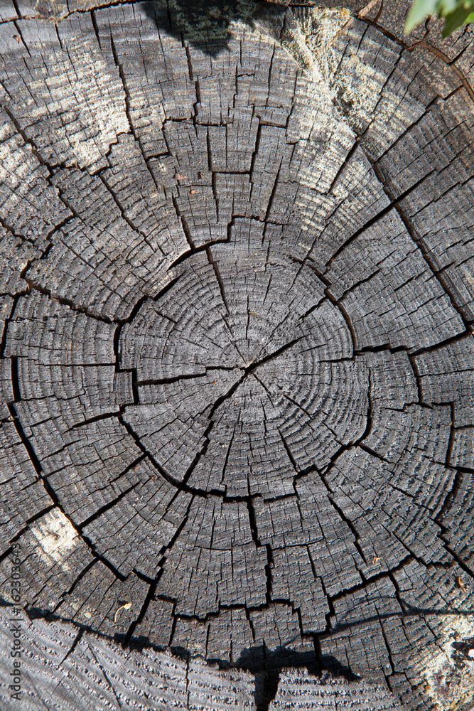 Fototapeta premium Close-up, tree stump. Deforestation. Texture wallpaper.