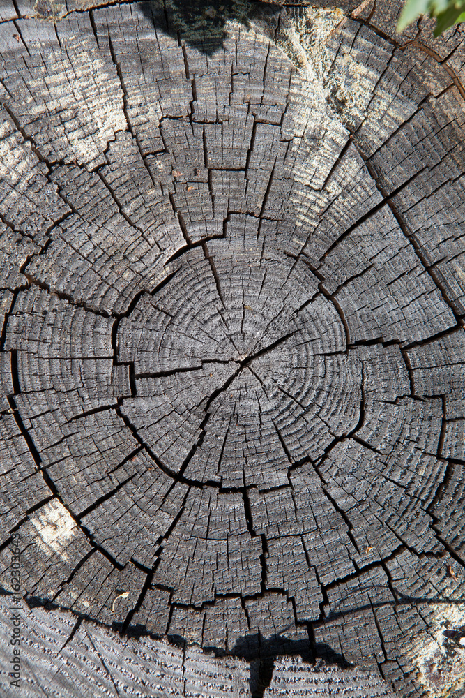 Close-up, tree stump. Deforestation. Texture wallpaper.