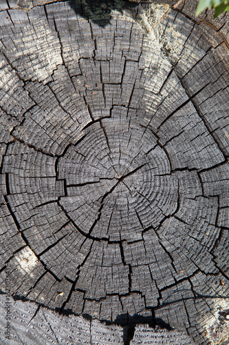 Close-up, tree stump. Deforestation. Texture wallpaper.