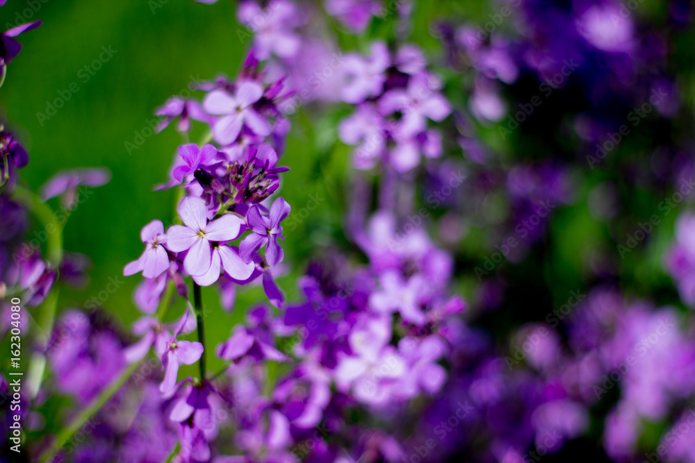 lilac lilac