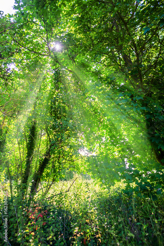 Fototapeta Naklejka Na Ścianę i Meble -  rayon de soleil à travers les feuilles