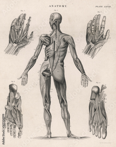 Obraz na plátne Muscles of the human body. Date: 1768