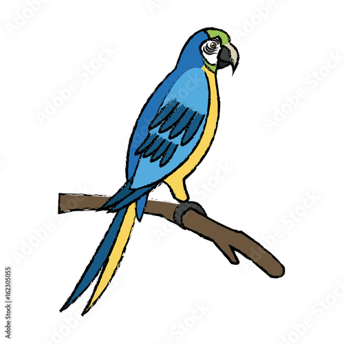 macaw amazon bird brazil wildlife image vector illustration