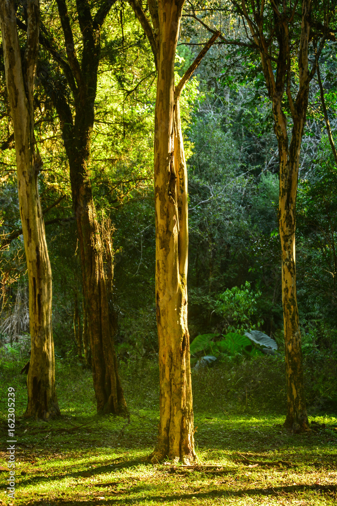 Fototapeta premium woods in guaporé, brazil