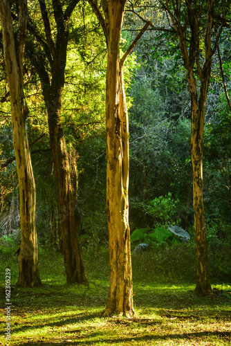woods in guaporé, brazil