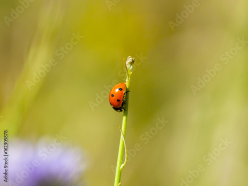 Cocinella septempunctata - One lady bug on the grass on springtime