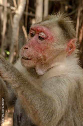 A Macaque making a cleaning sesion photo