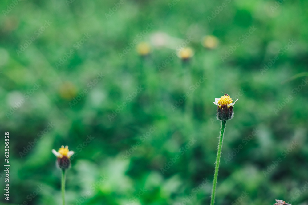 Glass flower with tiny insect on top and blur background Glass flower with tiny insect on top and blur background