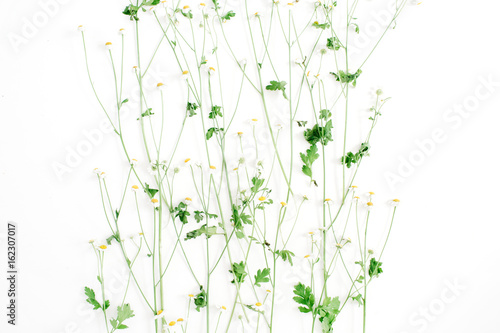 Beautiful chamomile branches on white background. Flat lay, top view. Lifestyle composition.