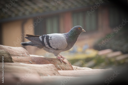 A pigeon on a tile roof. Vignette effect.