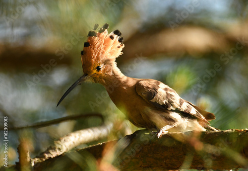 Eurasian Hoopoe or Common hoopoe (Upupa epops) photo