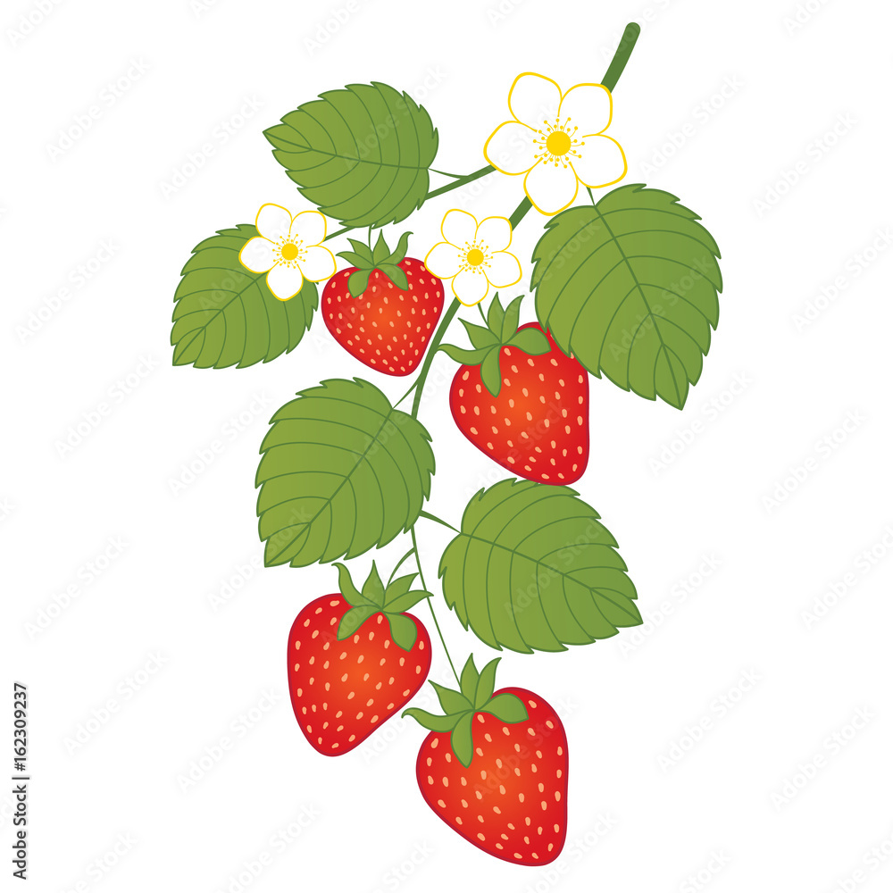 Vector Strawberries with Flowers. Vector Strawberry. Vector Strawberries with Flowers. Vector Strawberry.