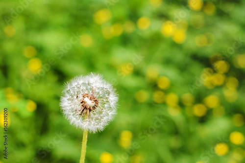 Dandelion flower with blurred background