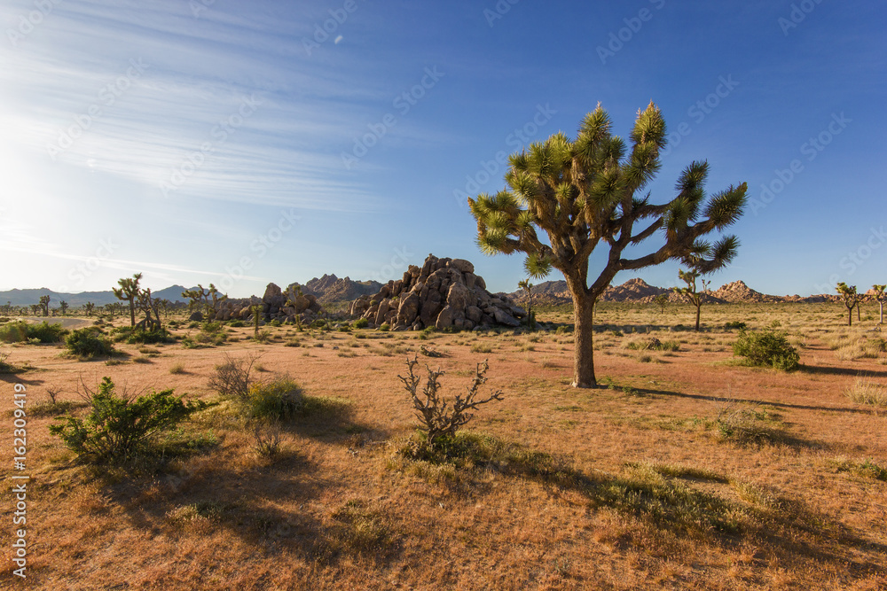 Joshua tree standing alone in desert with giant rocks, Joshua tree national park, California