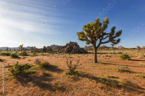 Joshua tree standing alone in desert with giant rocks, Joshua tree national park, California