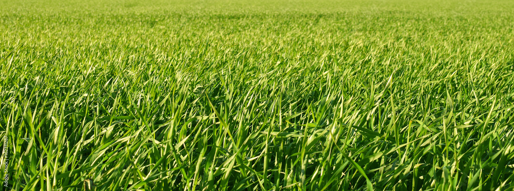 Obraz premium Green growing field. Panorama, focus on foreground.