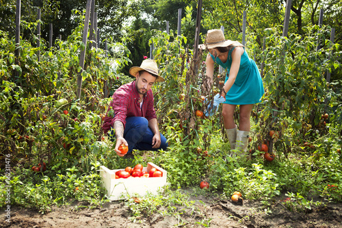 Young couple harvesting tomatoes in vegetable garden photo