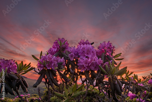 Looking Up At Rhododendron Blooms With Sunset © kellyvandellen