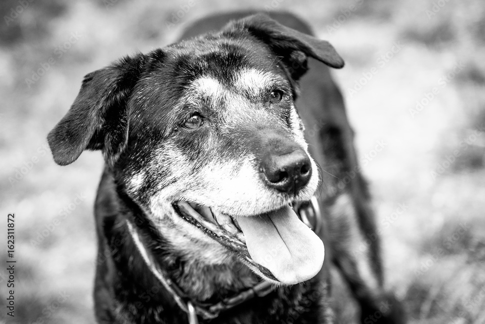 Portrait of a happy old dog at the dog park.