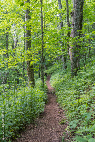 Lush Green Appalachian Trail Headed South
