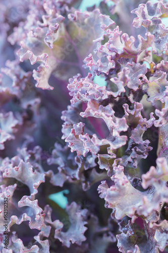 Purple kale curly leaves