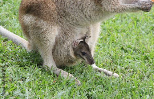 mum wallaby and baby joey