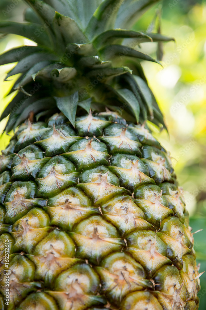 Pineapple