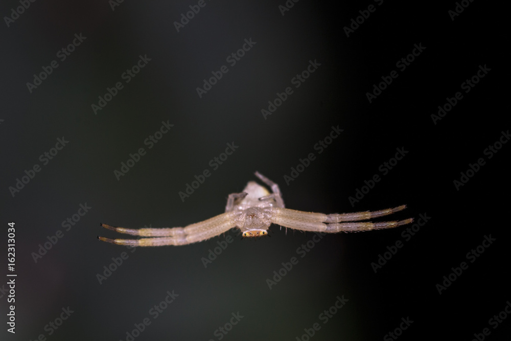White crab spider White crab spider