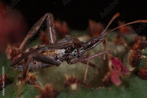 Prickly Pear Cactus Bug