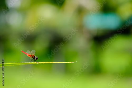 Dragonfly holding on leaf with bokeh of sunlight  backgrounds