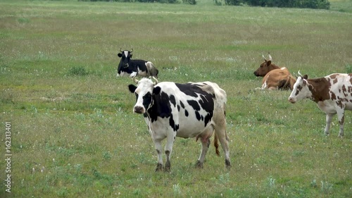 Multicolored cows graze and mooch