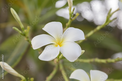 Plumeria Flower or Jampa or Lilawadee © Apisit