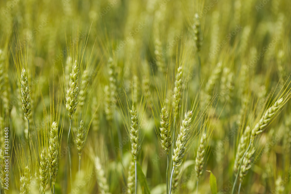 Wheat field in summer, Schuylkill County, Pennsylvania, USA Wheat field in summer, Schuylkill County, Pennsylvania, USA