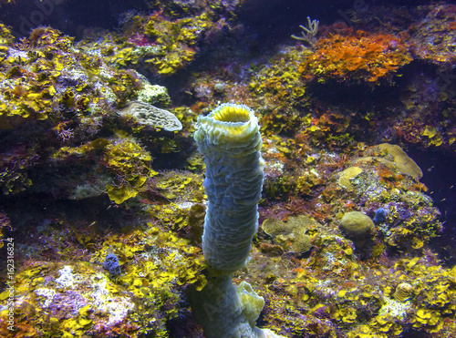 Tube Sponge in Roatan Honduras