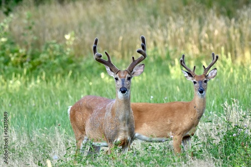 White-tailed buck deer  Odocoileus virginianus  in velvet