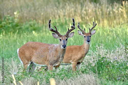 White-tailed buck deer (Odocoileus virginianus) in velvet