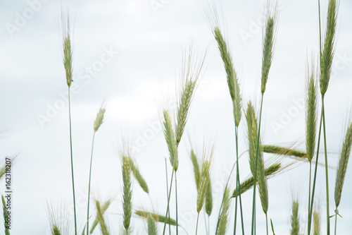 wheat growing in the farm field
