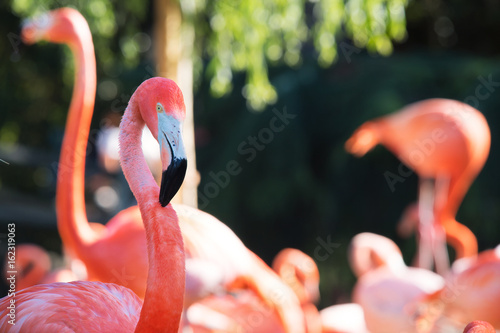 Pink flamingo in nature