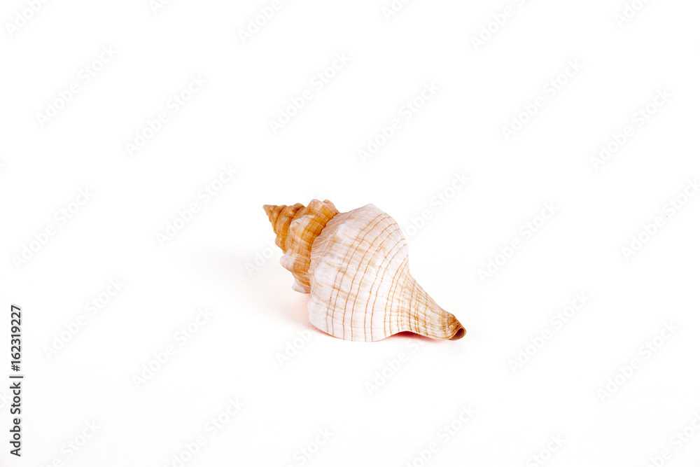 Seashells Isolated With Paths Seashells Isolated With Paths