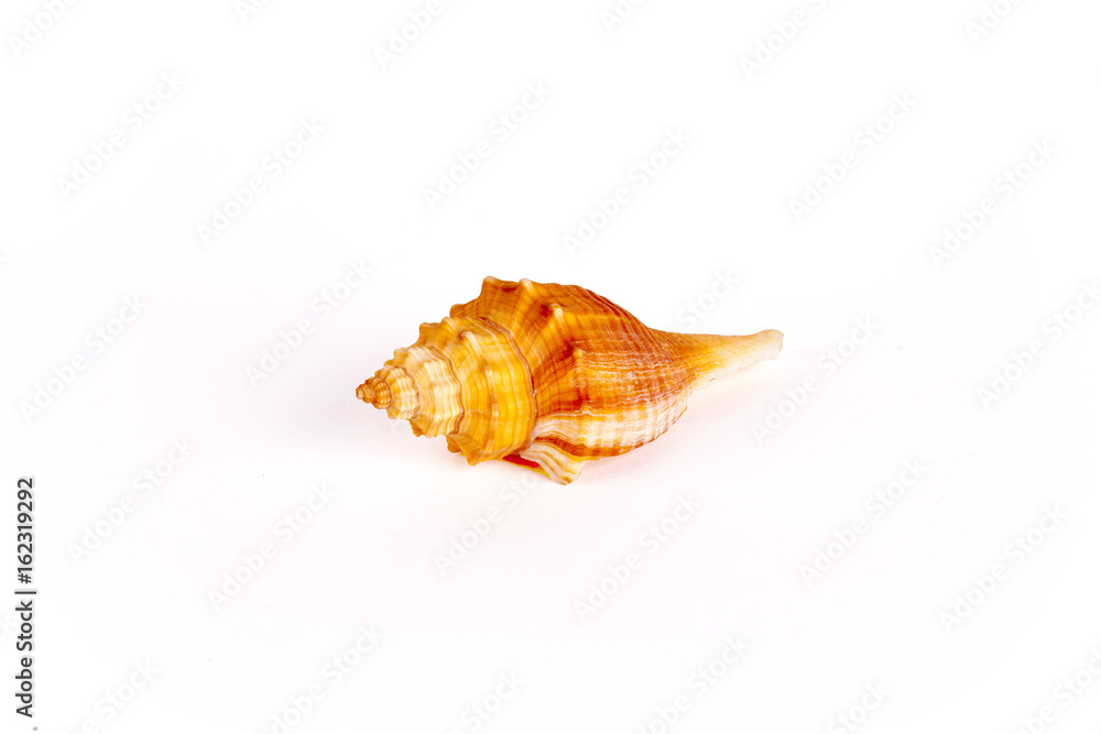 Seashells Isolated With Paths Seashells Isolated With Paths