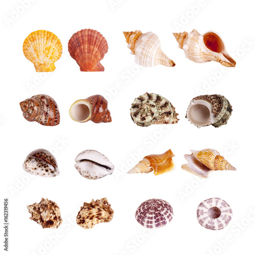 Seashells Isolated With Paths