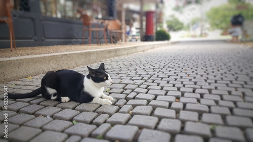 Black and white cat is lying down on walkway