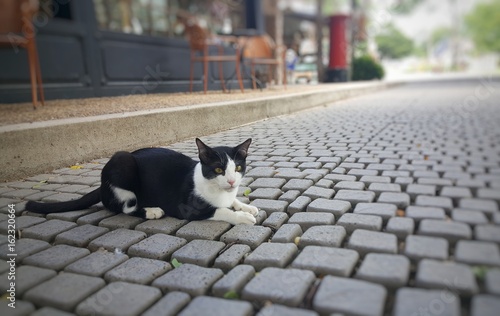 Black and white cat is looking at a camera which lying down on walkway