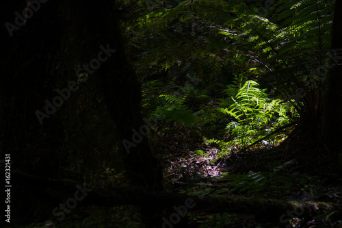 Fern tree of the New Zealand rain forest in a ray of sun