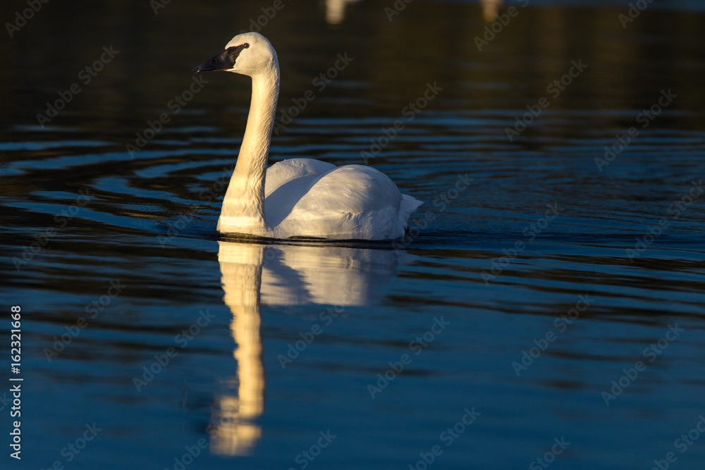 Fototapeta premium Swan Reflection