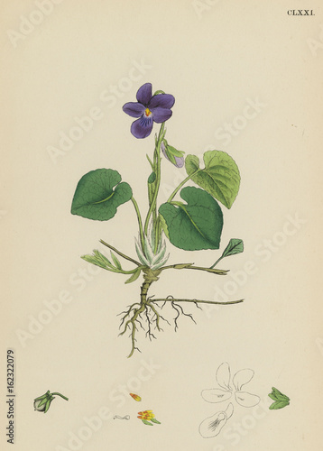Foto Plants: Viola Odorate or Sweet Violet.. Date: 1865