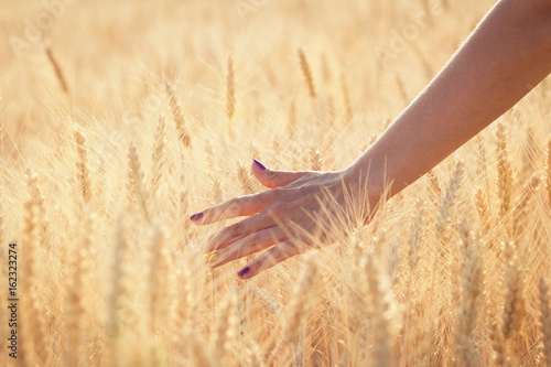 Female hand stroking spikelets