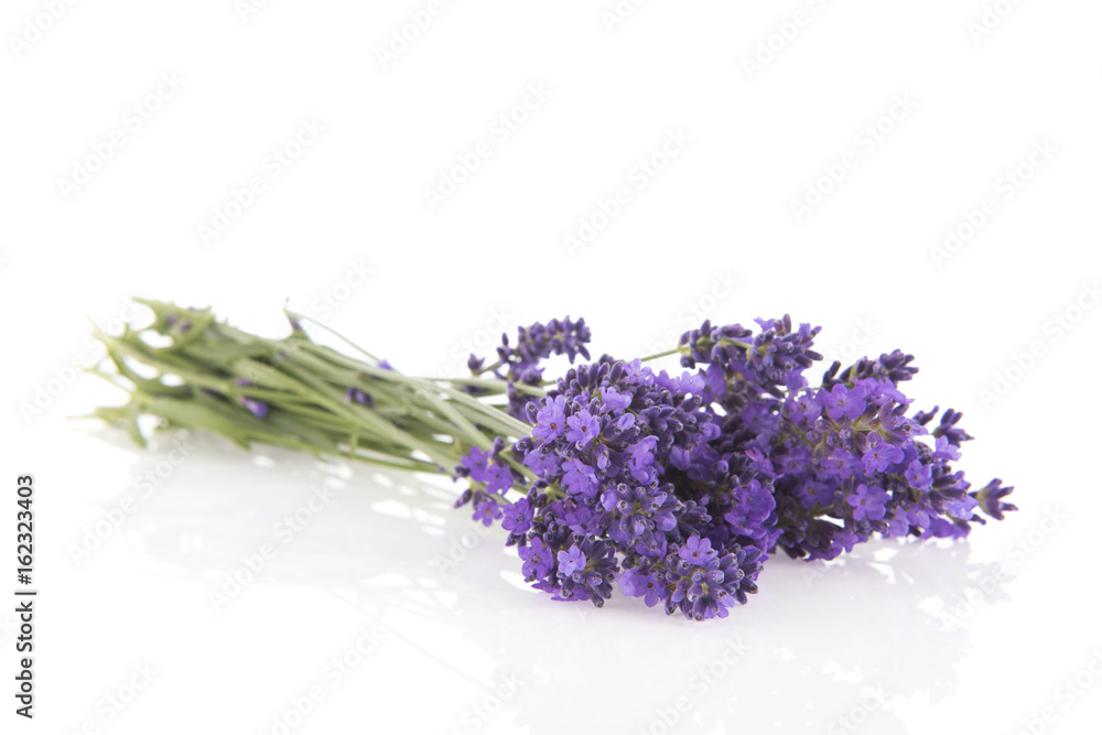 Bouquet Lavender on white background Bouquet Lavender on white background
