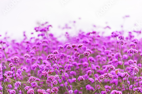 Blooming Verbena field on summer sunset.Purple flower field in isolated background. .Beautiful flowers isolated of purple Verbena at Mon jam, Chiang Mai, Thailand photo